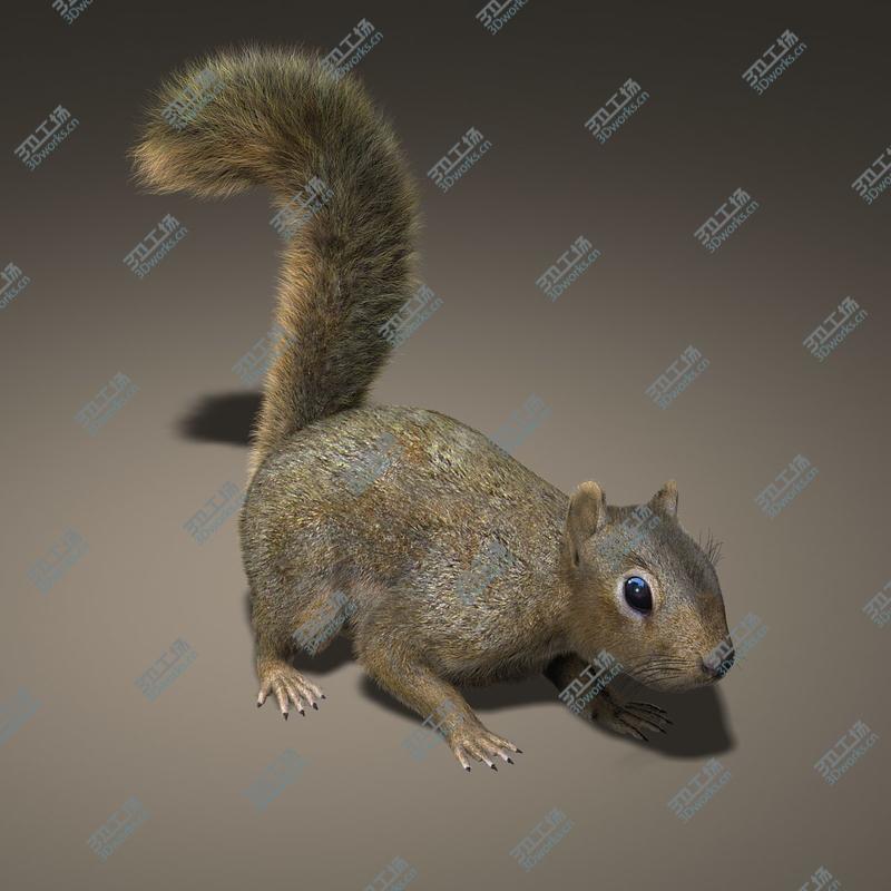 images/goods_img/202104023/Squirrel (ANIMATED) (FUR)/4.jpg